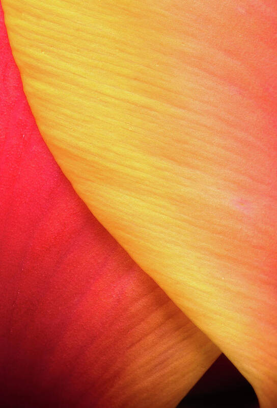 Tulip Art Print featuring the photograph Pastel Curve by Michael Hubley