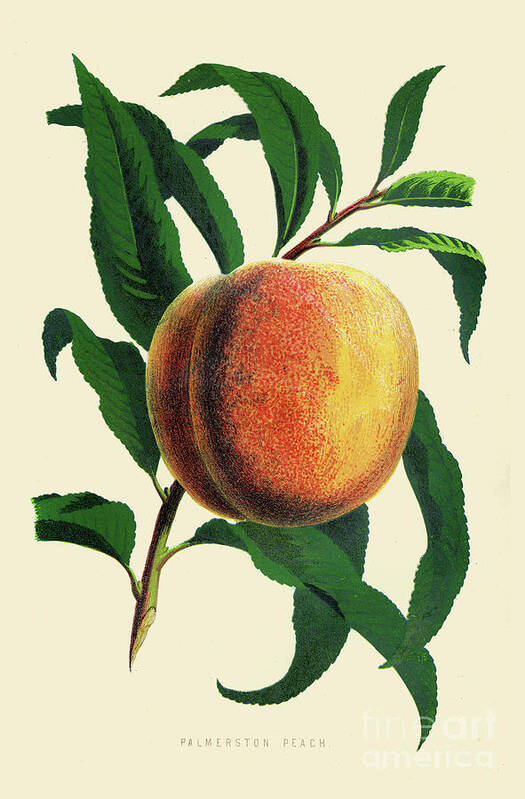 Engraving Art Print featuring the digital art Peach Illustration 1874 by Thepalmer