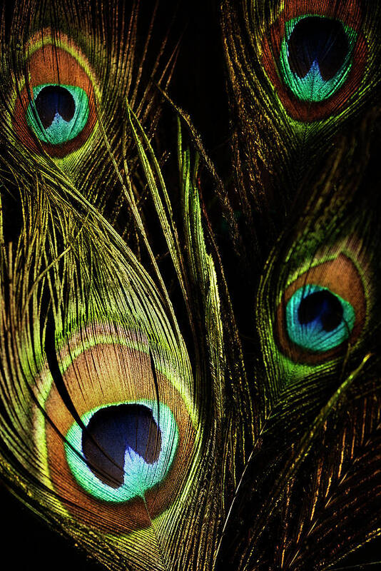 Peacock Feathers 03 Art Print featuring the photograph Peacock Feathers 03 by Tom Quartermaine