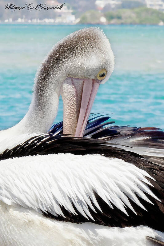 Pelicans Art Print featuring the digital art Pelican beauty 99920 by Kevin Chippindall