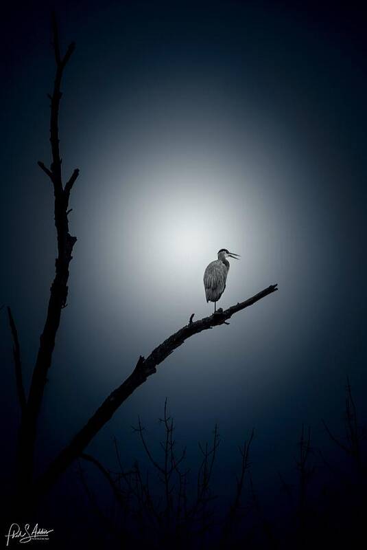 Blue Heron Art Print featuring the photograph Perched by Phil S Addis