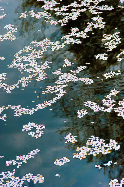 Tranquility Art Print featuring the photograph Petals Of Cherry Blossoms by I Love Photo And Apple.