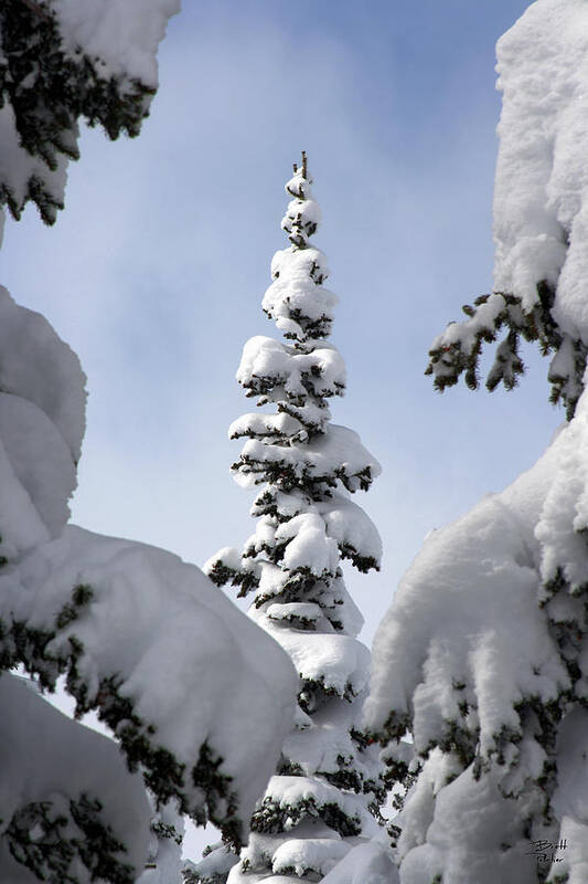 Snow Art Print featuring the photograph Pine Framed in Powder by Brett Pelletier