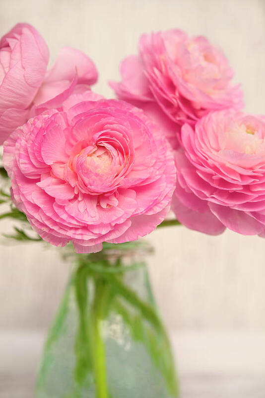 Pink Buttercups In Glass I Art Print featuring the photograph Pink Buttercups In Glass I by Cora Niele