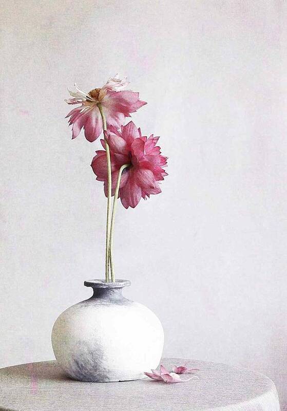 Lotus Art Print featuring the photograph Pink Lotus Flower by Fangping Zhou