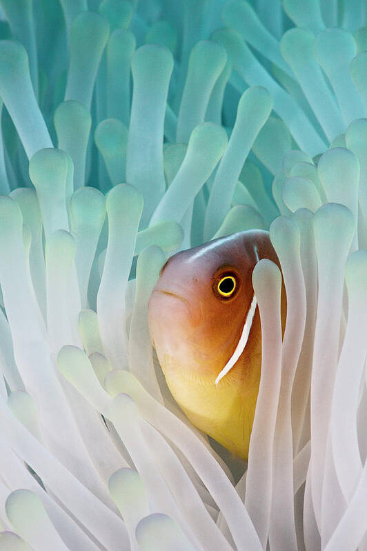 Underwater Art Print featuring the photograph Pink Skunk Clownfish by Liquid Kingdom - Kim Yusuf Underwater Photography