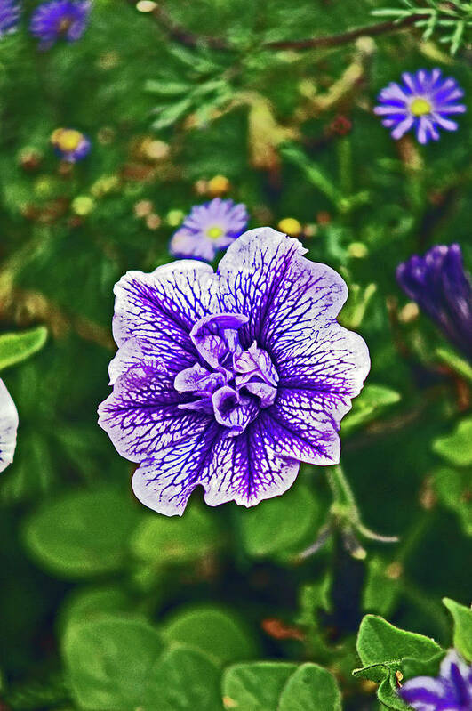 Scotland Art Print featuring the photograph PITLOCHRY. Purple Petunia. by Lachlan Main