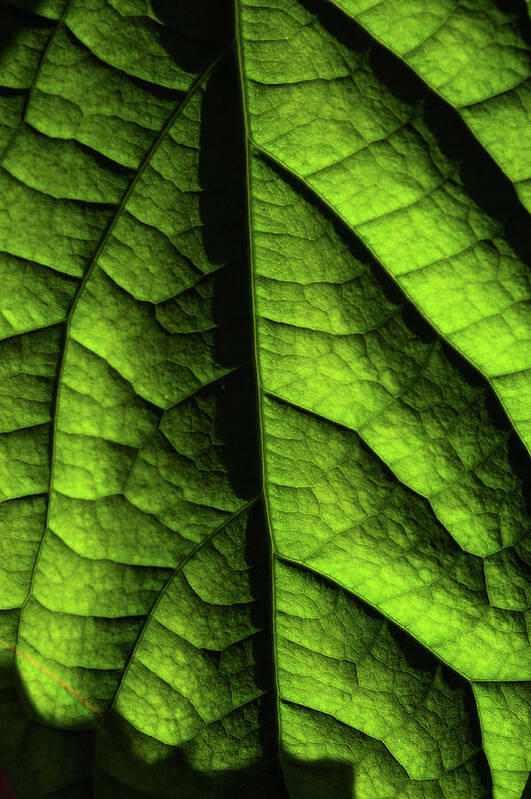 Jenny Rainbow Fine Art Photography Art Print featuring the photograph Play of Light and Shadow. Green Leaf Macro 11 by Jenny Rainbow