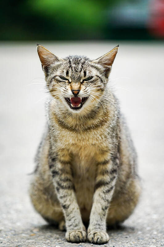 Cat Art Print featuring the photograph Portrait of an angry cat. by George Afostovremea