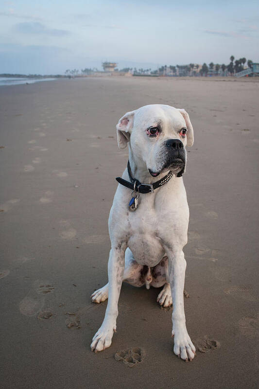 Portrait Of White Boxer Dog Sitting On Venice Beach, California