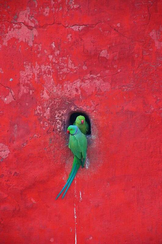 Care Art Print featuring the photograph Posing Parakeets by Zaheer Baber