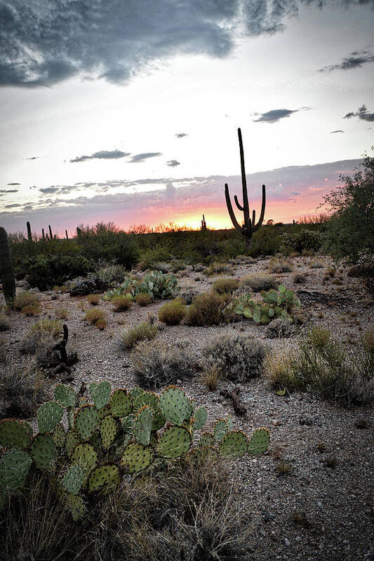 Prickly Art Print featuring the photograph Prickly Pear and Saguaro during an Arizona sunset by Chance Kafka