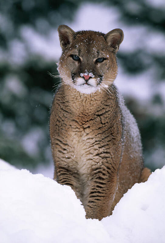 Animal Art Print featuring the photograph Puma Or Cougar In Snow Felis Concolor by Nhpa
