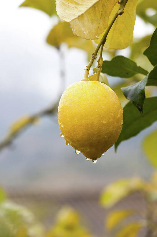 Hanging Art Print featuring the photograph Raindrops Dripping From Lemons by Guido Mieth