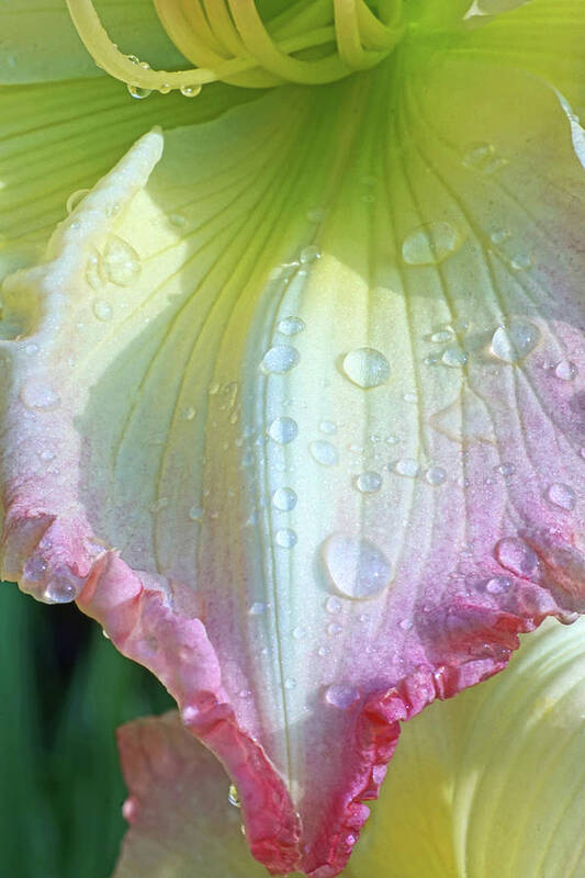 Raindrops Art Print featuring the photograph Raindrops on Lily Petals by Kathi Mirto