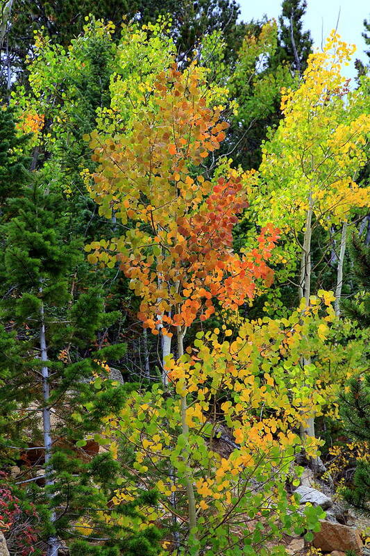 Aspen Art Print featuring the photograph Red amid the gold by Tanya Porter