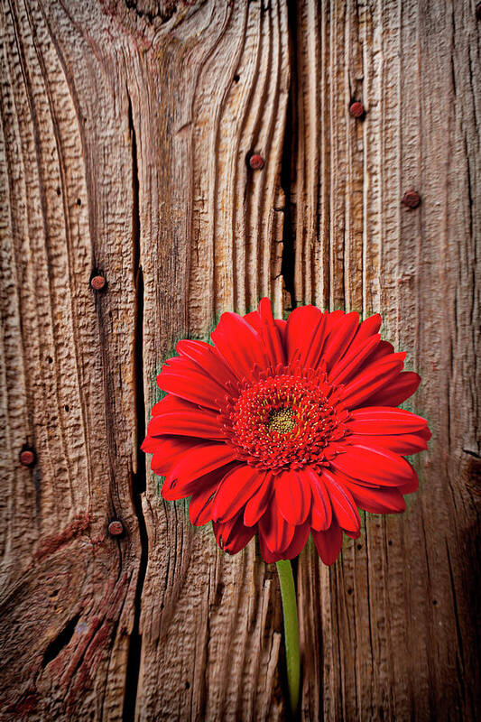 Petal Art Print featuring the photograph Red Gerbera Daisy Against Wooden Wall by Garry Gay