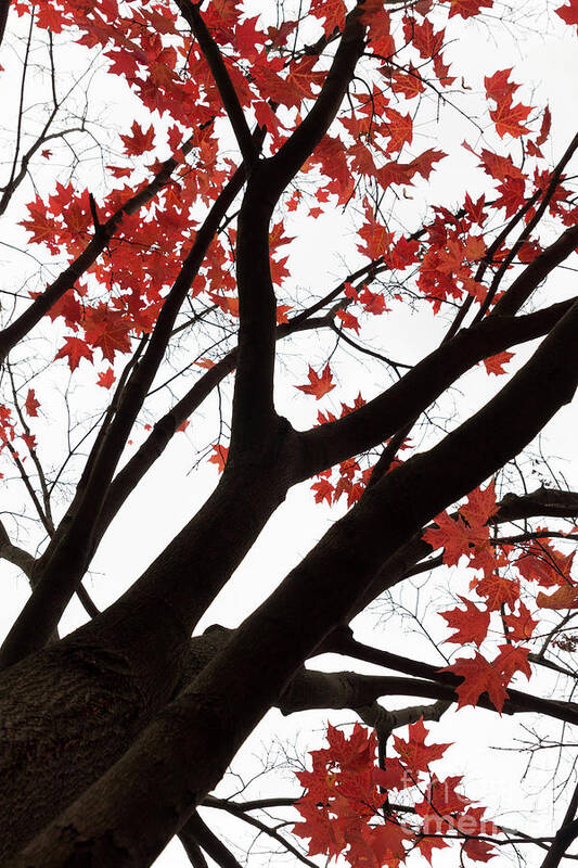 Fall Art Print featuring the photograph Red Maple Tree by Ana V Ramirez