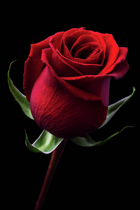Red Rose Art Print