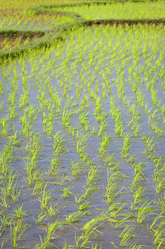 Rice Paddy Art Print featuring the photograph Rice Paddies by Andrew Peacock