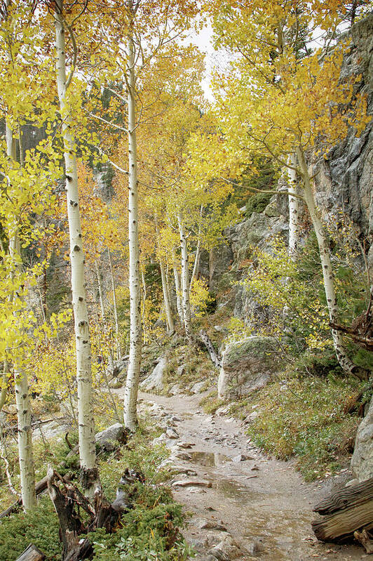 Rocky Mountain National Park Art Print featuring the photograph Rocky Mountain Trail by Catherine Avilez