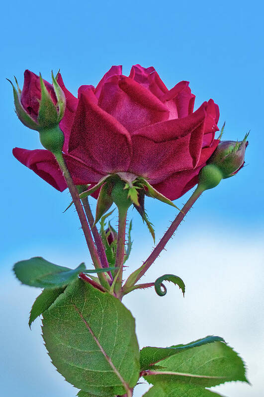 Rose Art Print featuring the photograph Rose with Buds by Jerry Gammon