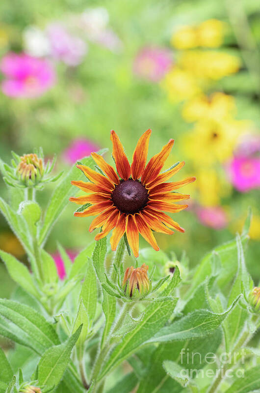 Rudbeckia Art Print featuring the photograph Rudbeckia Cappuccino Flower by Tim Gainey