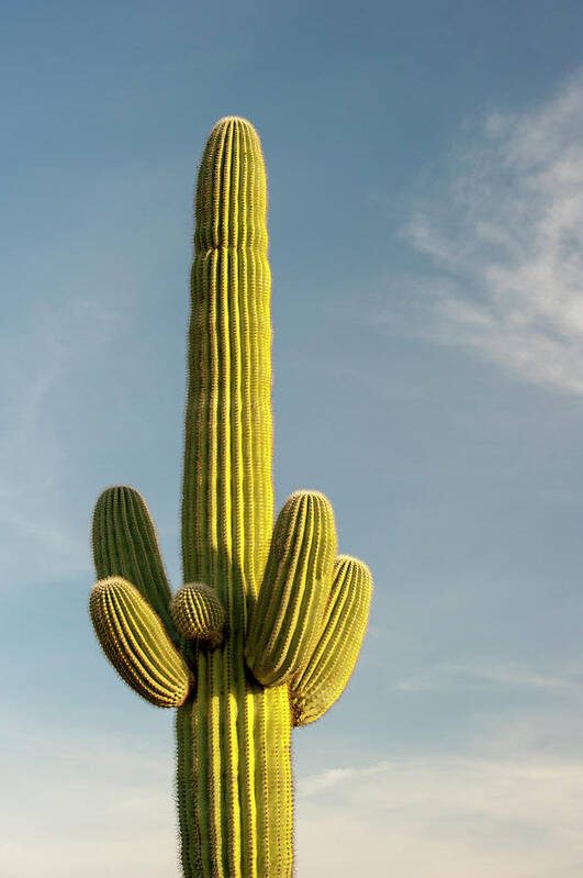 Saguaro Cactus Art Print featuring the photograph Saguaro Cactus by Brian Stablyk