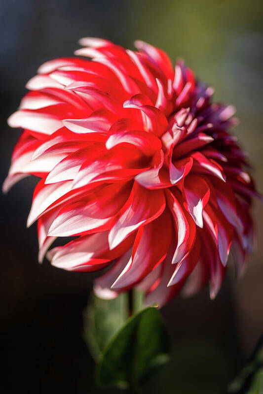 Dahlia Art Print featuring the photograph Santa Claus Dahlia by John Randazzo