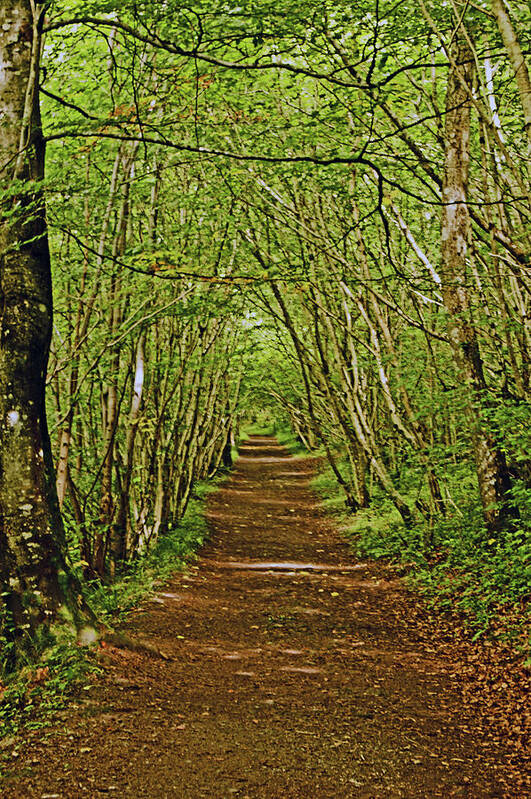 Scotland Art Print featuring the photograph SCOTLAND. Killiecrankie. Path Through The Trees. by Lachlan Main