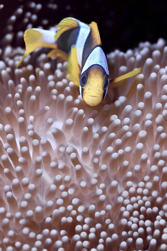 Clown Fish
Underwater
Ocean
Lagoon
Macro Art Print featuring the photograph Sduction by Serge Melesan