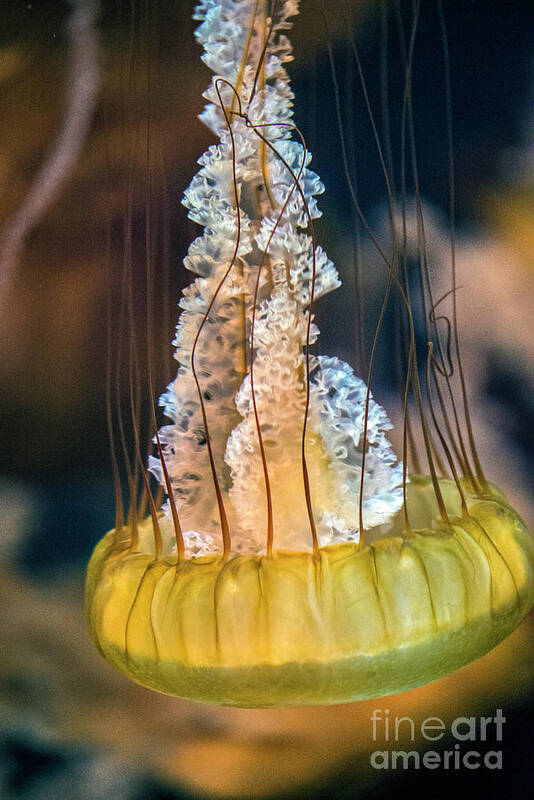 Sea Nettle Jellyfish (chrysaora Quinquecirrha) In An Aquarium Art Print featuring the photograph Sea Nettle Jellyfish chrysaora Quinquecirrha by David Zanzinger