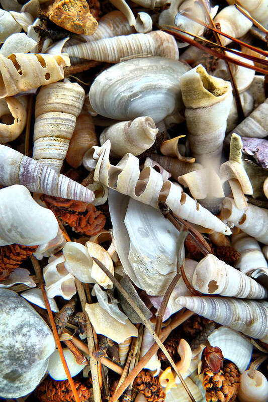 Lyttelton Art Print featuring the photograph Sea Shells by Steve Taylor Photography