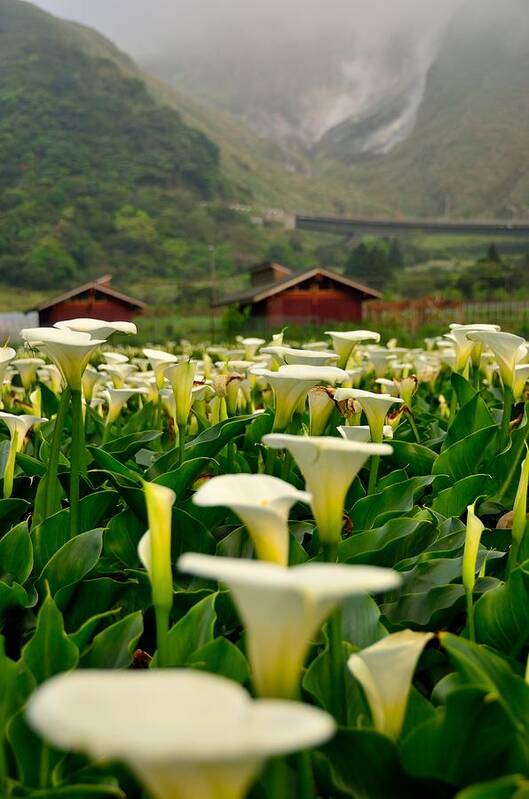 Tranquility Art Print featuring the photograph Seasons Of Calla Lilies~~ by Photo@stanley Hsu From Taiwan