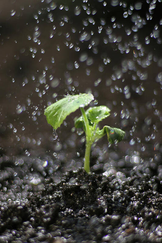 Outdoors Art Print featuring the photograph Shallow Depth Of Field Watering Sprout by Dess
