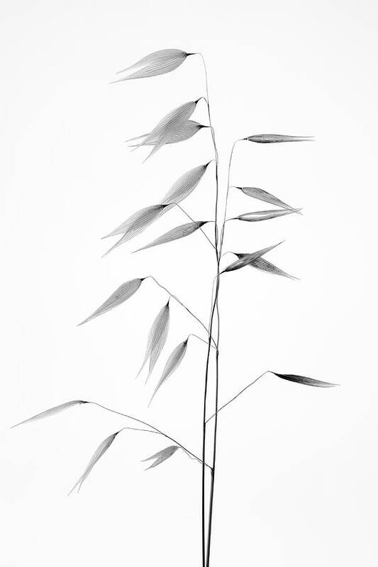 Bw Art Print featuring the photograph Sharpness Of The Nature by Thierry Lagandr (transgressed