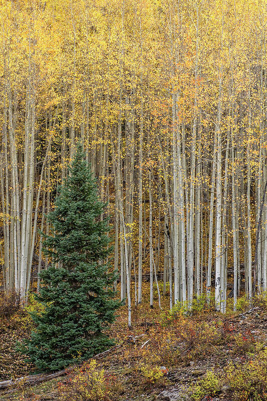 Colorado San Juans Art Print featuring the photograph Shimmer by Angela Moyer