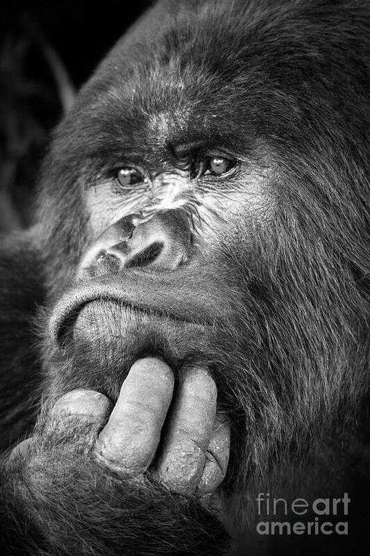 Hairy Art Print featuring the photograph Silverback Gorilla by Wldavies