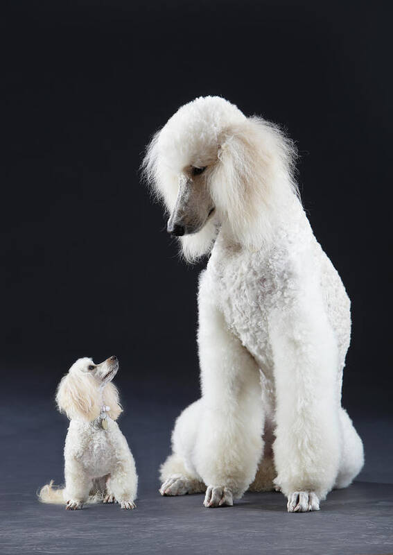 kultur rig Uventet Small And Large Poodle Art Print by Peter Cade - Photos.com