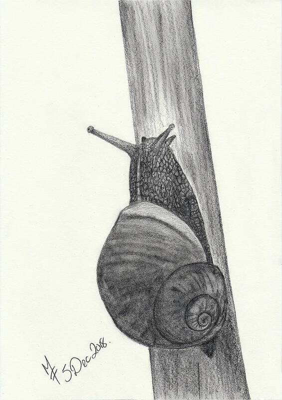  Pencil Art Print featuring the drawing Snail sketch by Martina Fagan