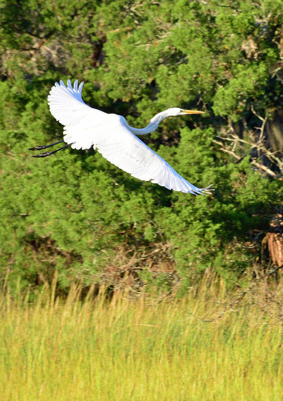 Birds Art Print featuring the photograph Snow Egret Soaring Above the Marsh by Bruce Gourley