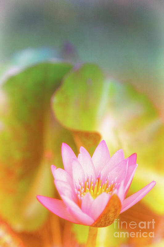 Pink Flower Art Print featuring the photograph Soft and Light 4 by Becqi Sherman