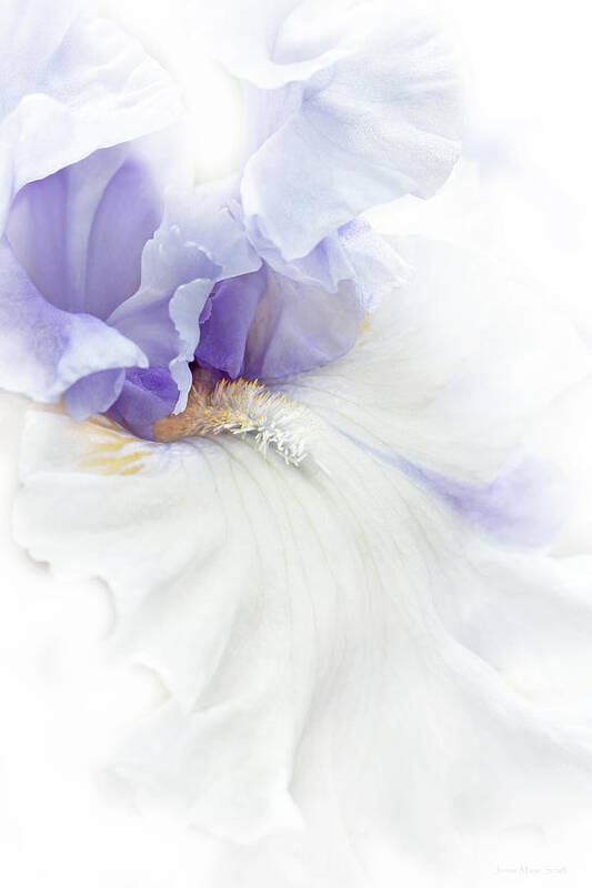 Bearded Iris Art Print featuring the photograph Softness of a Lavender Iris Flower by Jennie Marie Schell