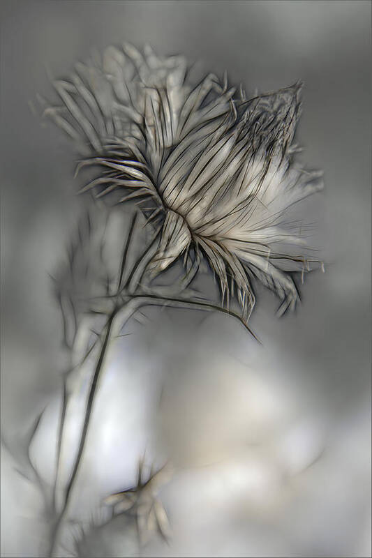Flower Art Print featuring the photograph Source Of Life by Gilbert Claes