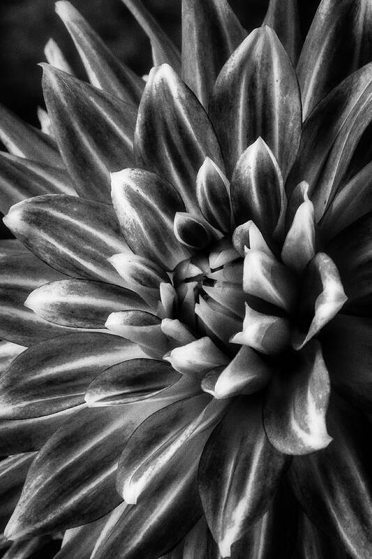 Dahlia Art Print featuring the photograph Spider Dahlia In Black And White by Garry Gay