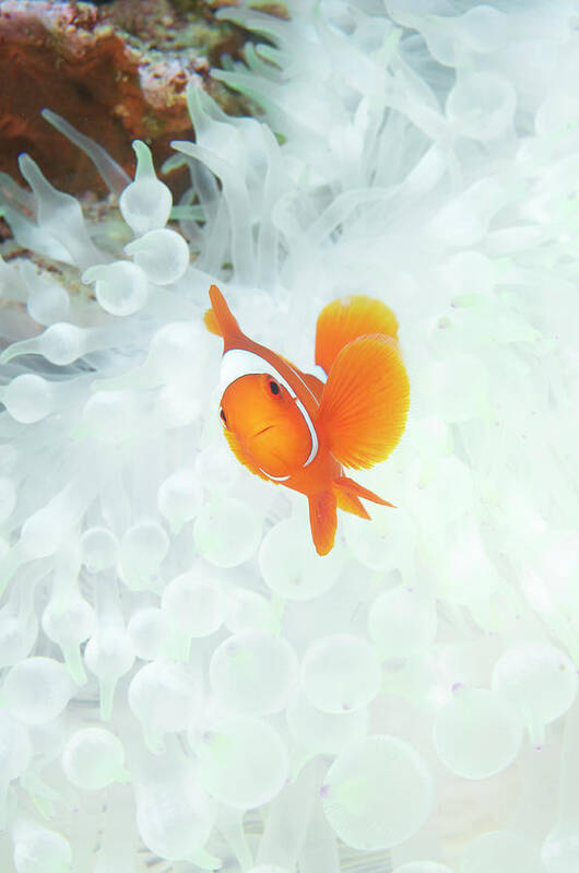 Underwater Art Print featuring the photograph Spinecheek Anemone Fish Premnas by Apsimo1