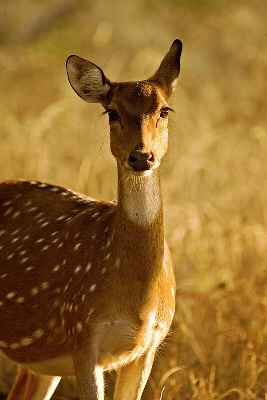Spotted Deer Portrait Art Print By Aditya Singh