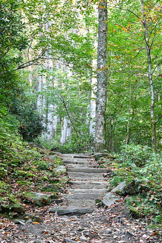 Tennessee Art Print featuring the photograph Steps Up Into The Forest 1 by Phil Perkins