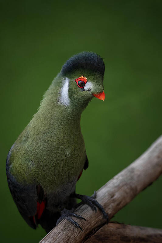 Green Art Print featuring the photograph Strike A Pose - White-cheeked Turaco by Mathilde Guillemot