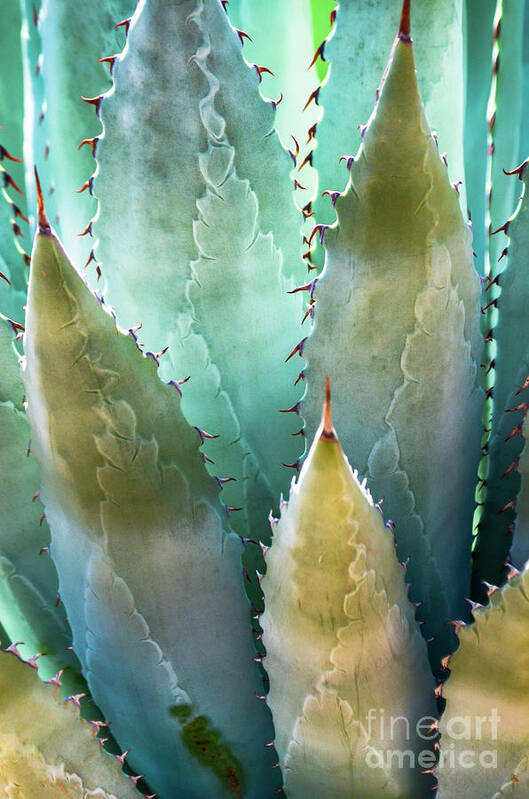 Arizona Art Print featuring the photograph Succulent Plant Leaves, Arizona, Usa by David Mccurry